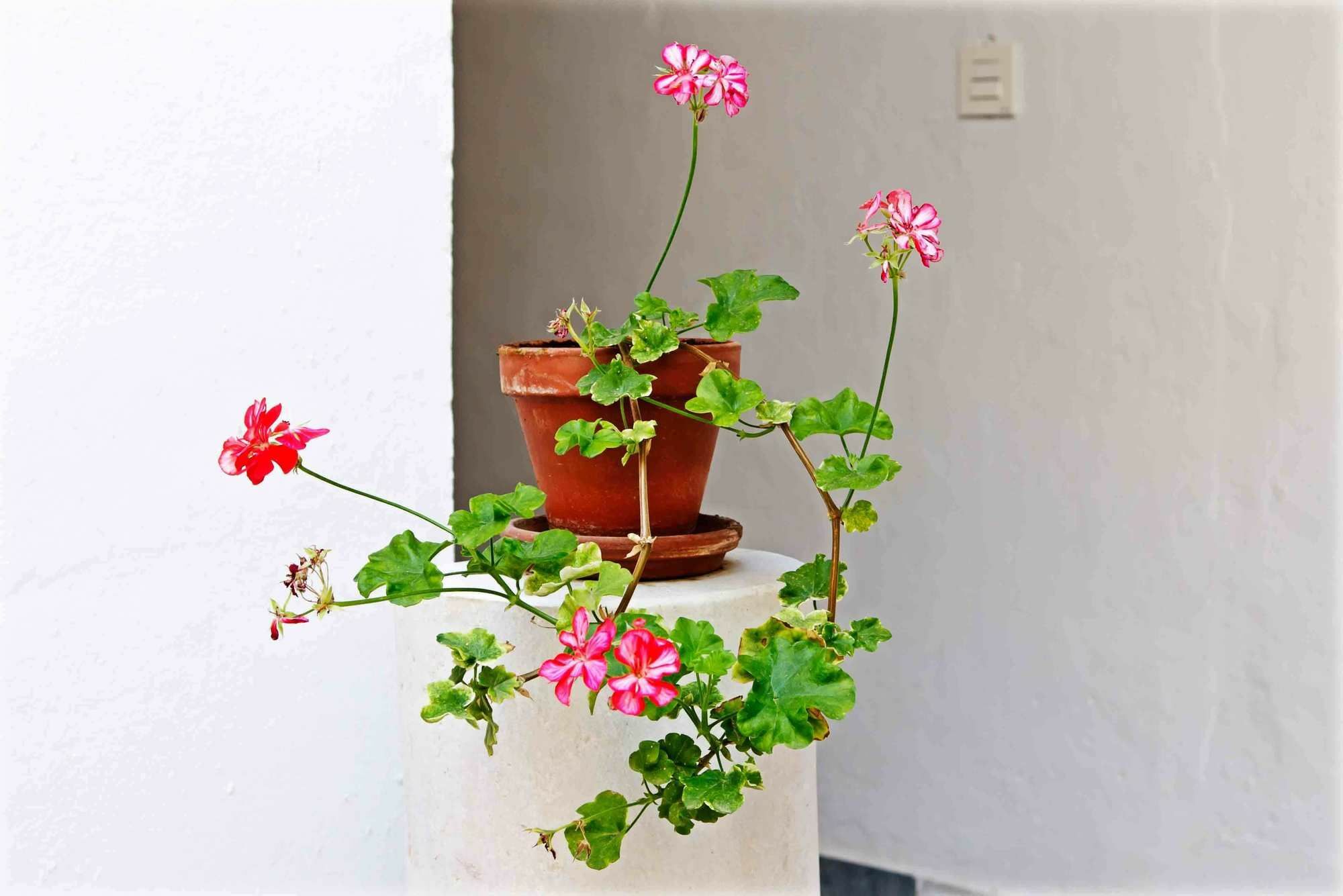 Selecta Venerables Seville